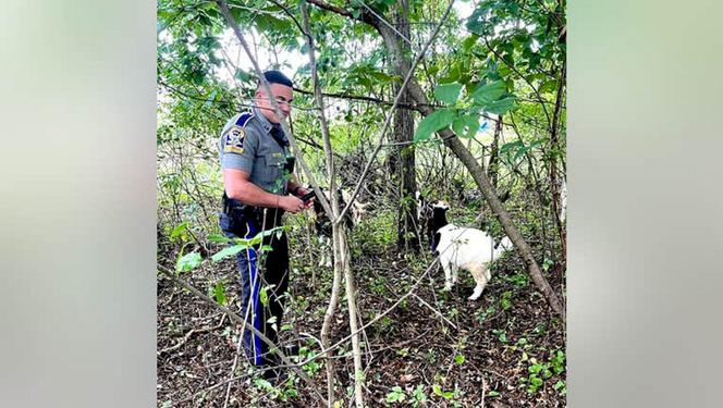 Policjanci upomnieli kozy