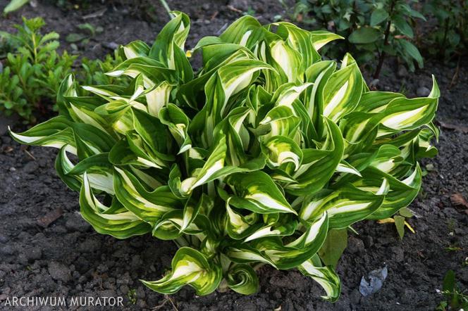 hosta