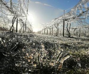 Wyjątkowe owoce rosną pod Bydgoszczą. Wiadomo już, że mini kiwi mają 20 składników odżywczych, a naukowcy nie skończyli liczyć