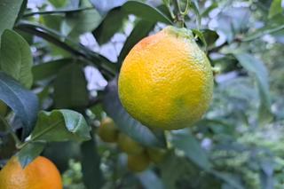 W Bydgoszczy rosną cytryny, banany, pomarańcze i palmy. I to w środku zimy!