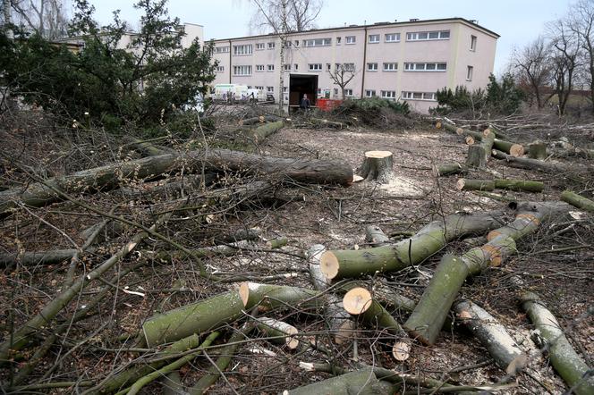 Polacy chcą wycinać drzewa