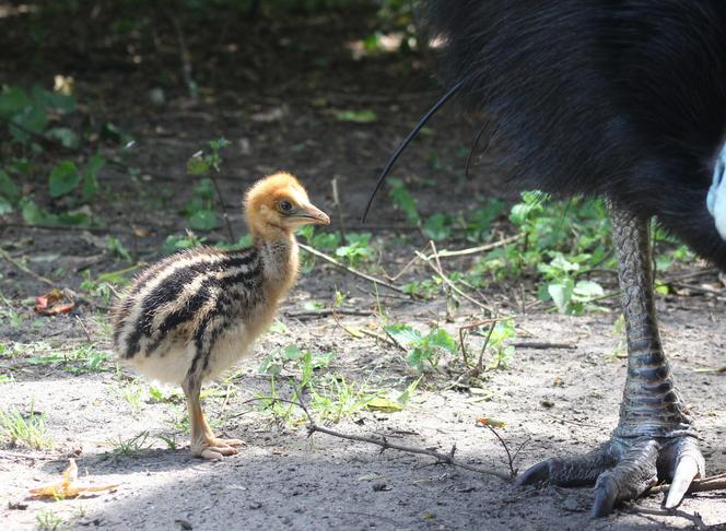  To jeden z najgroźniejszych ptaków na świecie. Pisklę wykluło się w warszawskim zoo