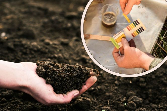 Sprawdzanie pH gleby