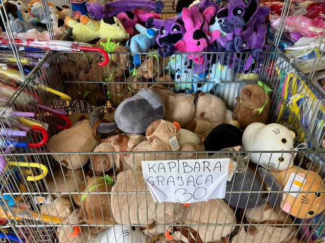 Krynica Morska to popularne miejsce na urlop. Jakie sątu ceny?
