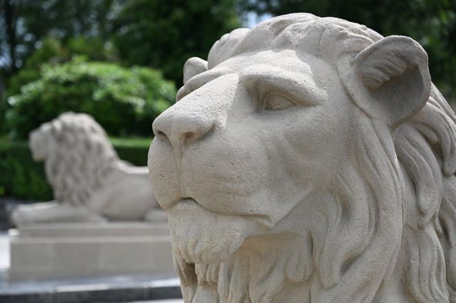 Koszalińskie lwy odzyskały dawny blask