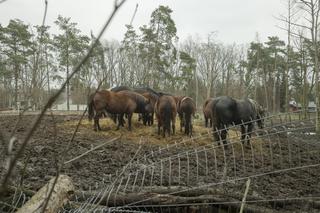  „Chwile przed tragedią miejsce tętniło życiem”. Ogromny pożar stadniny na Białołęce. Spłonęło 8 koni
