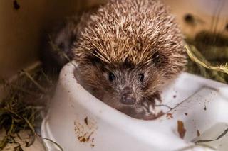 Jeż Franio za mały, żeby przetrwac zimę