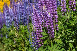 Łubin ogrodowy - Lupinus hybridus