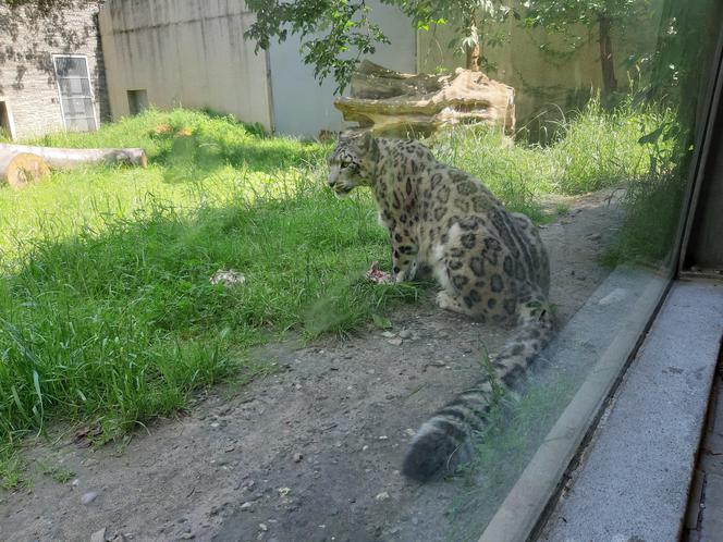 Można zwiedzać krakowski ogród zoologiczny