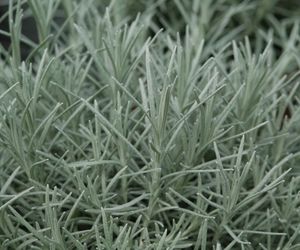 Helichrysum Tall Curry – kocanka curry: wymagania i uprawa