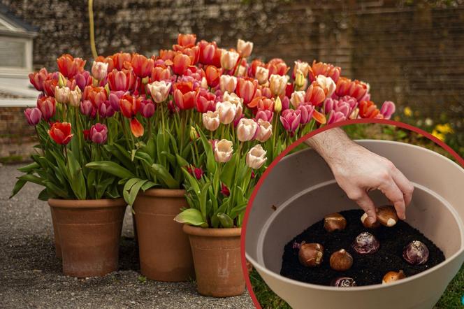 Sadzenie tulipanów w donicach