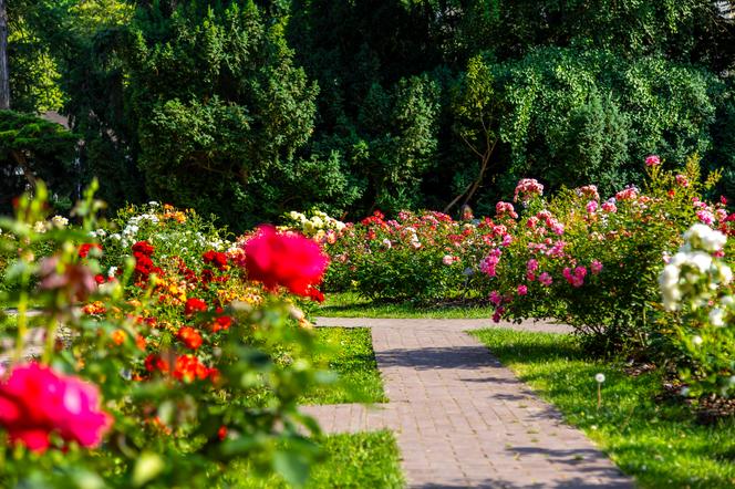 7 najładniejszych ogrodów botanicznych w Polsce. Kiedy je odwiedzić i gdzie są?