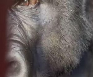 Goryli amant wyruszył na randkę życia. Bwana założy rodzinę w Szwajcarii. „Będziemy tęsknić”