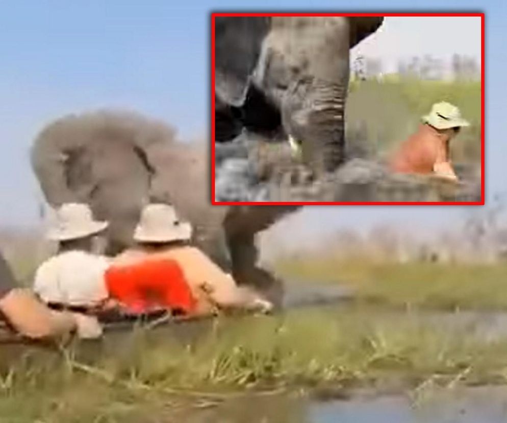 Horror na wakacjach. Zaatakowały ich słonie, wpadli do rzeki pełnej krokodyli