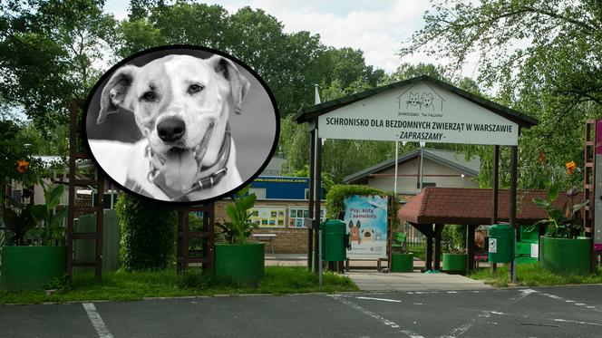 Eutanazja zdrowego psa w warszawskim schronisku. Czy Benito musiał odejść?