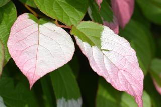 Aktinidia pstrolistna