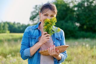 Zbierz na łące i zaparz herbatę. Ta popularna roślina świetnie działa na niestrawność
