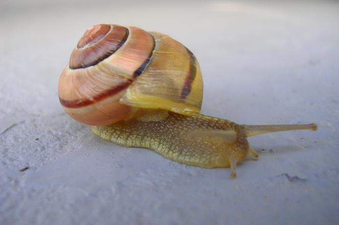 Sennik: ŚLIMAK - znaczenie snu: ślimak