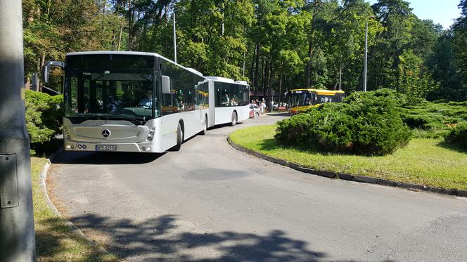 Pierwszy kurs autobusu przegubowego w Grudziądzu