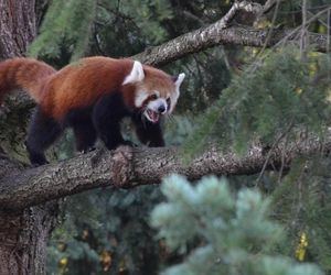 ZOO w Warszawie ma już 97 lat. Wielka feta w stołecznym ogrodzie! Jakie tajemnice kryje jego historia?