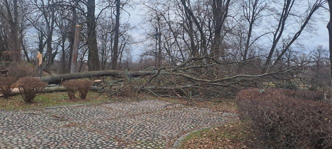 Potężne wichury przechodzą przez Małopolskę. Strażacy interweniowali ponad 120 razy