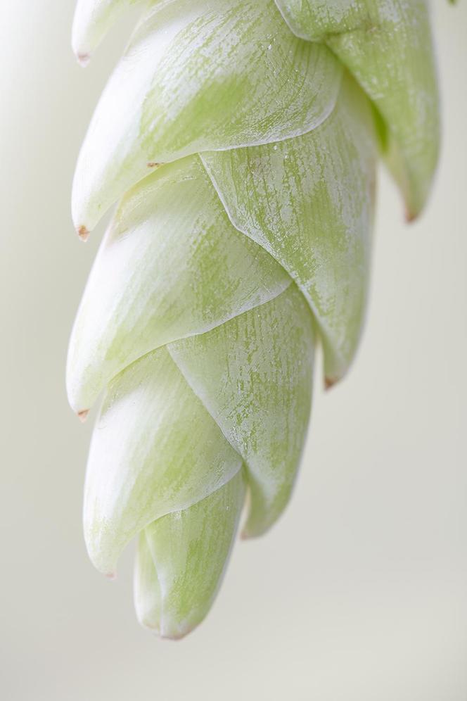 Frizea lśniąca (Vriesea splendens) 