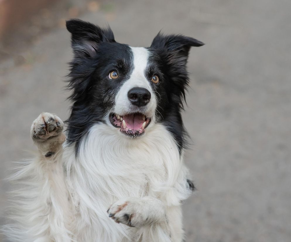 Fajne imiona dla psów