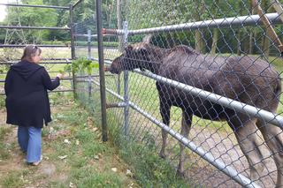 Mała samiczka łosia zgubiła mamę. Schronienie znalazła w bydgoski zoo [ZDJĘCIA, WIDEO]