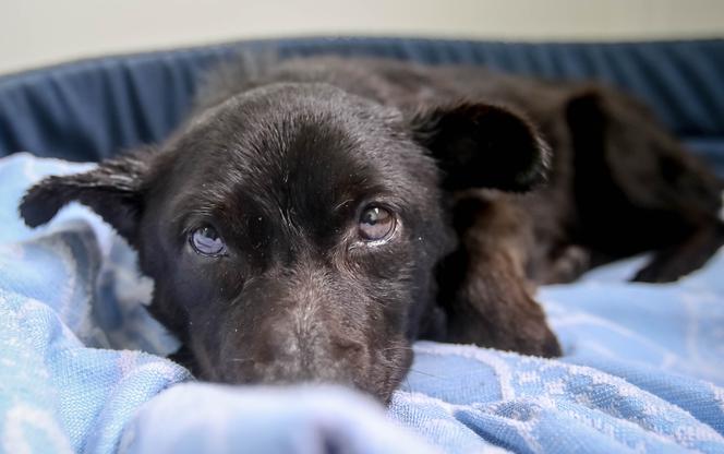 PIESEK NA GROBIE OPIEKUNA.