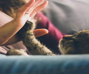 Twój kot jest szczęśliwy? 9 na 10 opiekunów kotów w Polsce uważa, że ich kot ma unikalną osobowość