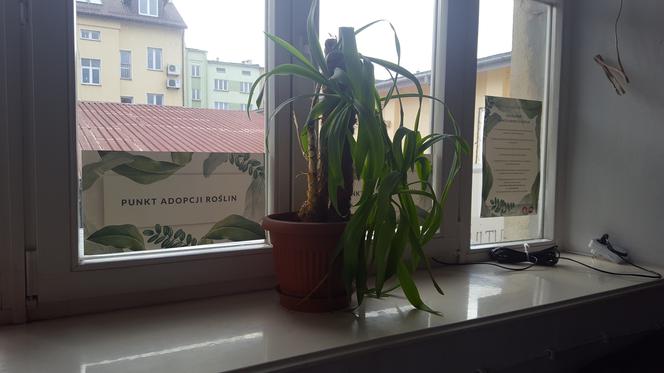 Rzeszowski Inkubator Kultury zachęca do adopcji! Chodzi o... rośliny!