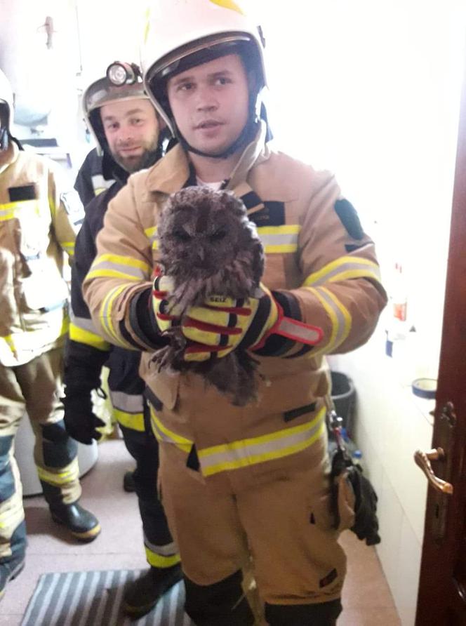 Strażacy z Grybowa uratowali sowę