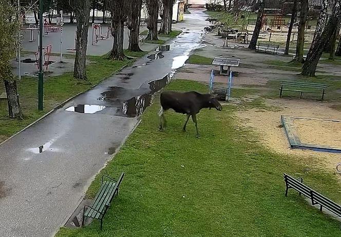 Łoś na placu zabaw w Pabianicach! Ogromne zwierzę trzeba było eskortować [ZDJĘCIA]