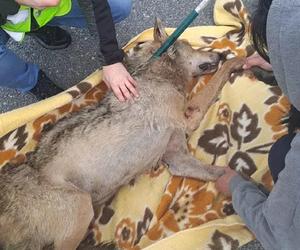 Policjanci z Ostródy pomogli rannemu wilkowi