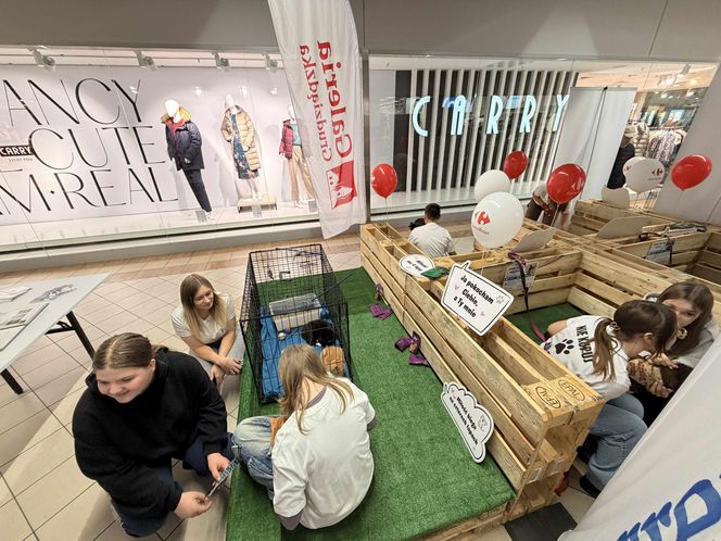 Akcja adopcyjna Fundacji Dobre Ludki w Grudziądzu