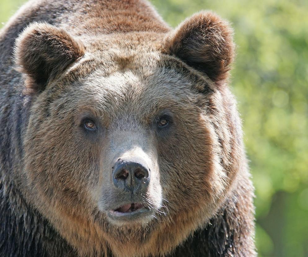 Groza w Tatrach! Niedźwiedzie podchodzą coraz bliżej domów. Ważny apel TPN