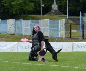 dog frisbee w Iławie