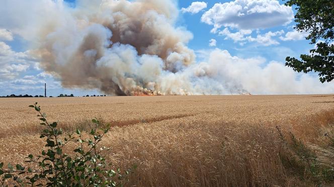 Pożar zboża na pniu w Baczynie pod Gorzowem