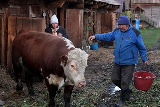 Gienek z Plutycz z Rolników Podlasie