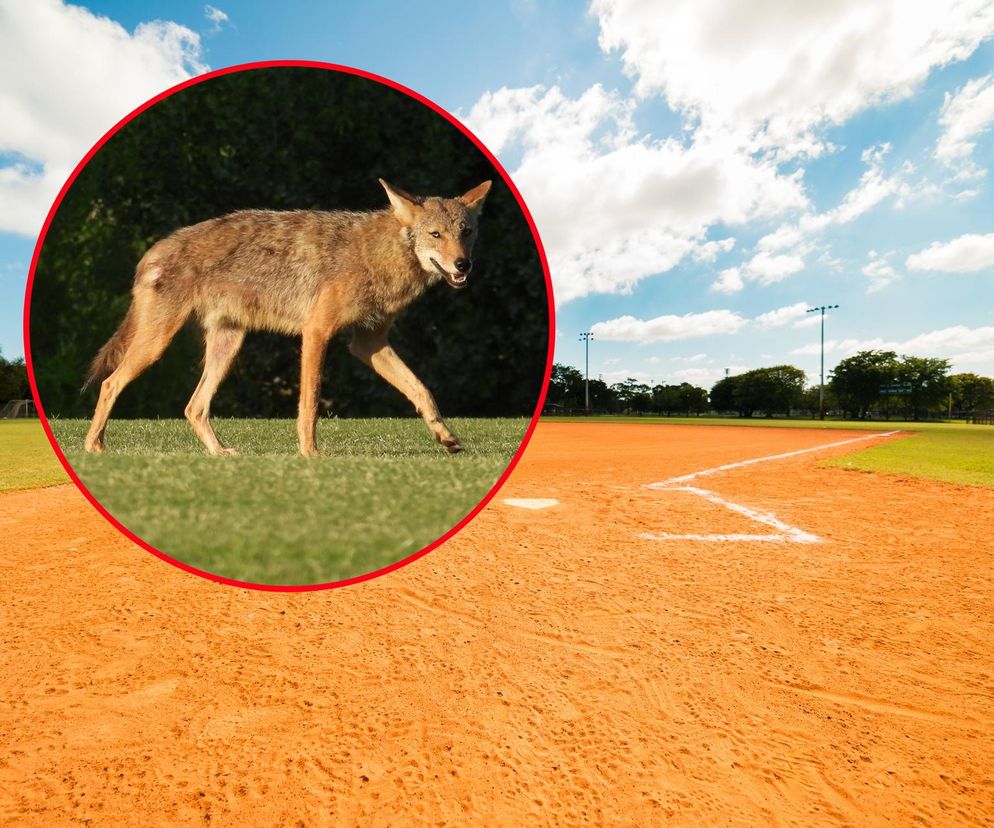Kojot wskoczył na boisko i pogryzł 6-latka! Po prostu tam wskoczył