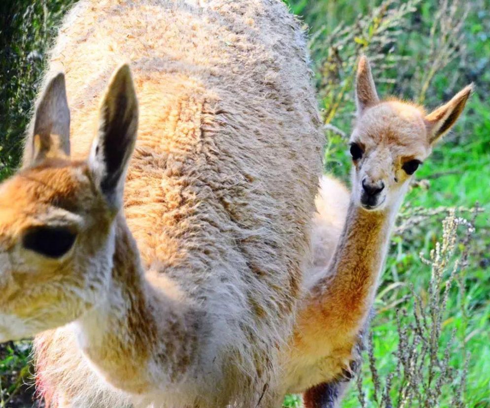 Nowe zwierzęta w gdańskim ogrodzie zoologicznym