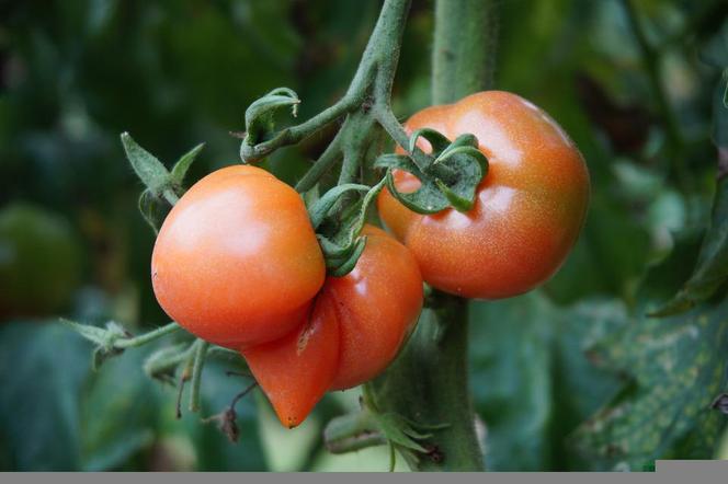 Rosjanin skazany za oszustwo na pomidorach