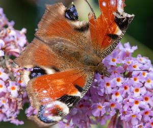 Budleja Dawida (Buddleja davidii) 