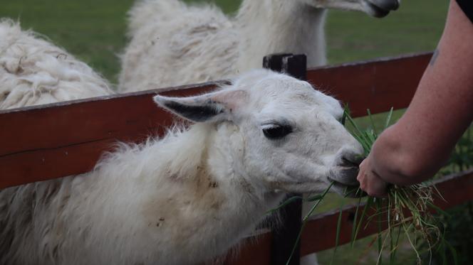 Pomysł na wycieczkę niedaleko Lublina? Zoo w Wojciechowie to idealny kierunek!