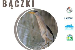 Żabie Uroczysko w Iławie