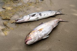 Z Odry wyłowiono kilka ton śniętych ryb! Co je zabiło?