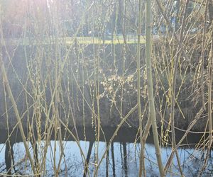 Pierwsze oznaki wiosny w Olsztynie. W mieście są już pąki na drzewach