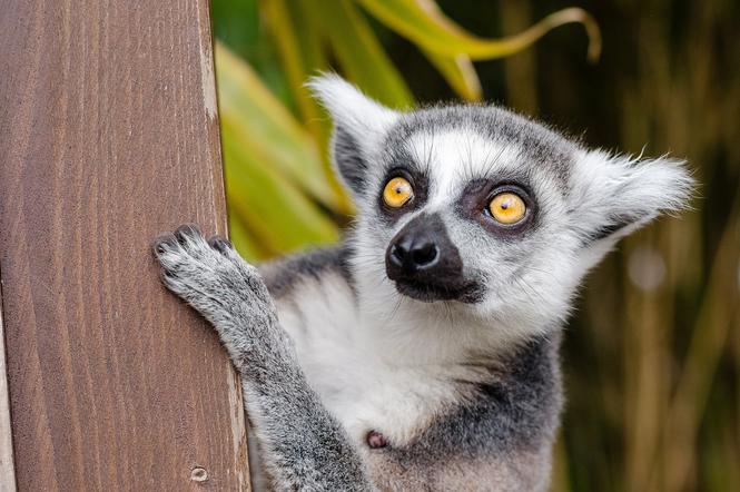 Miejski Ogród Zoologiczny zniknie z Oliwy tylko symbolicznie