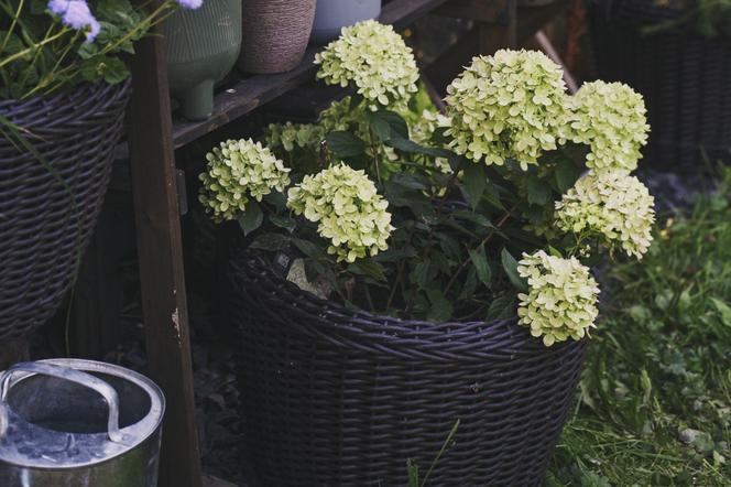 Hortensja bukietowa ‘Little Lime’