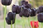 Czarne tulipany 